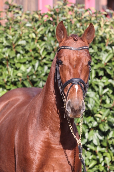 Bentley &agrave; 2 ans
